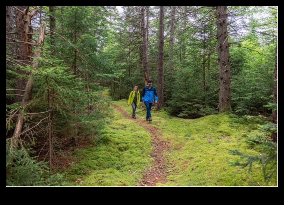 التدريبات في الغابات: تمارين في الهواء الطلق في الغابات السلمية