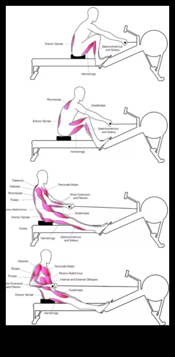 الصف إلى النتائج: تأثير التجديف على إدارة الوزن